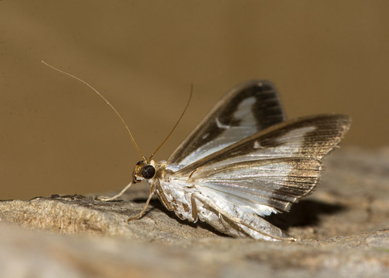 Cydalima perspectalis - Crambidae
